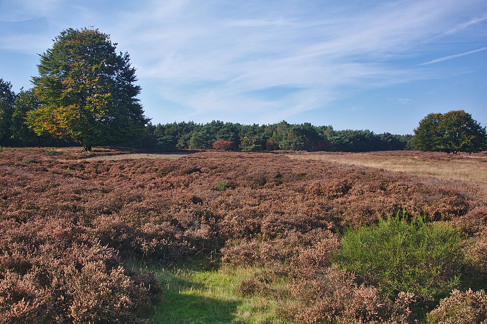 Westerheide