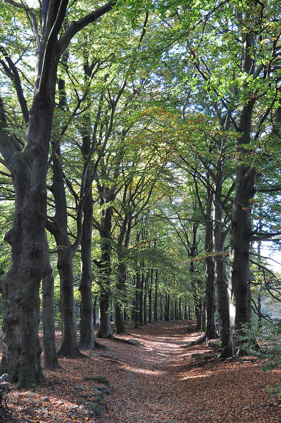 Kaapse Bossen