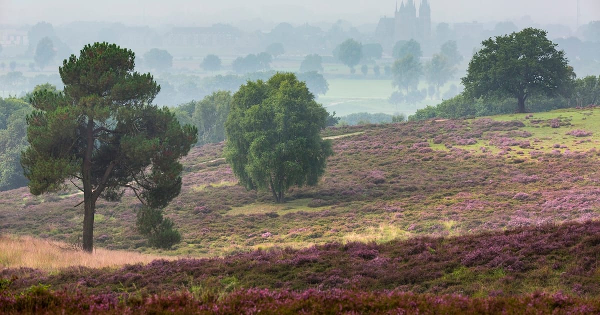Mookerheide