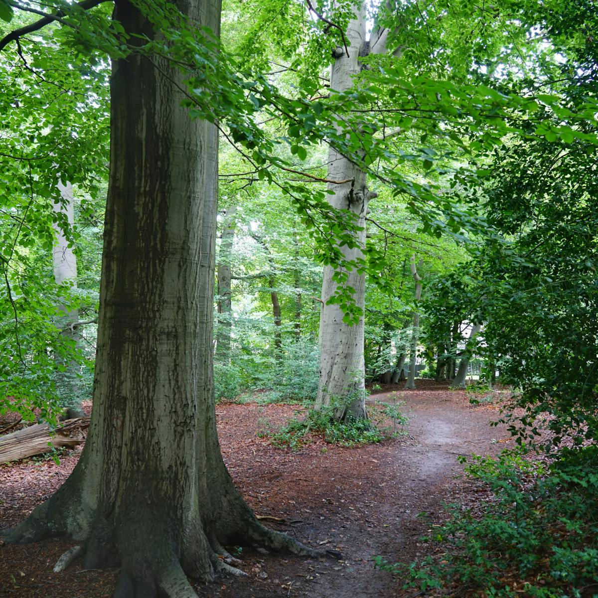 Schoonoord