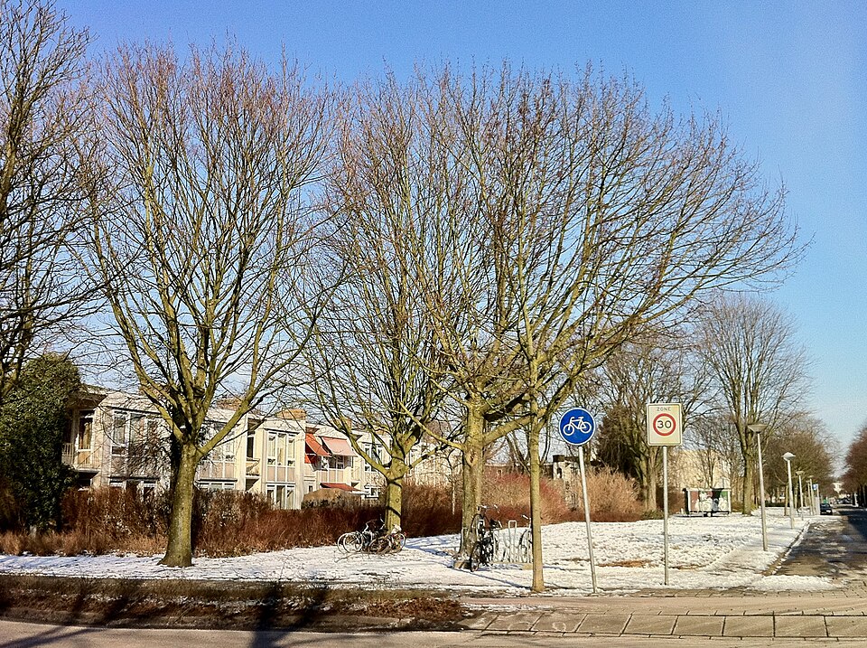 Bloementuin van Darwin