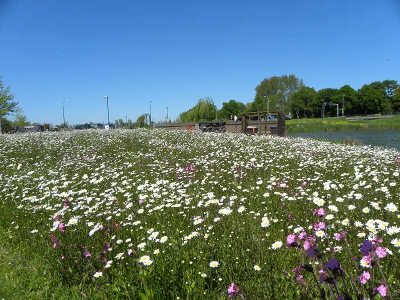 Vlinderidylle
