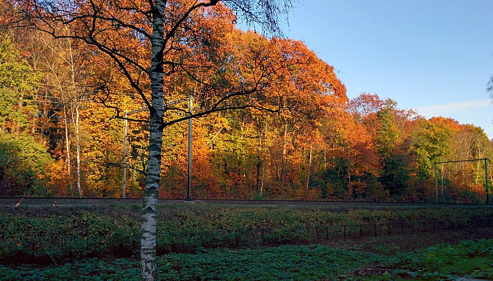 Bilderbergbossen