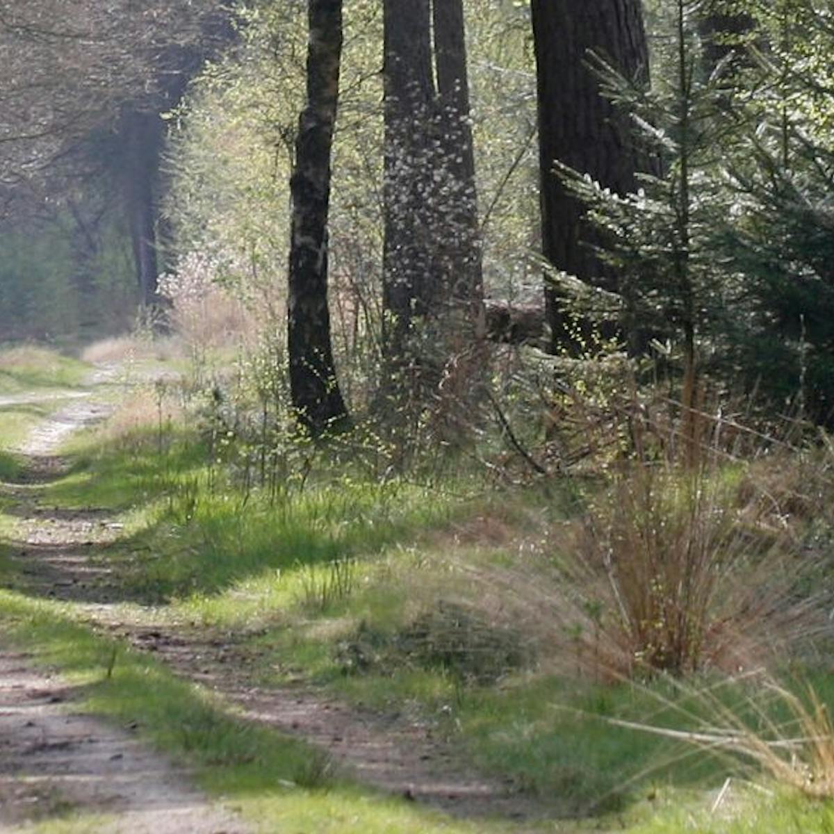 Maartensdijkse bos