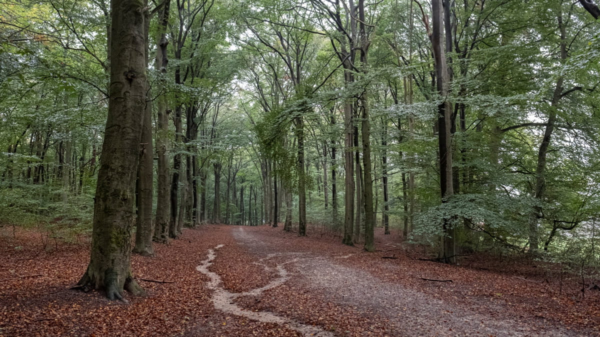 Mulderskop