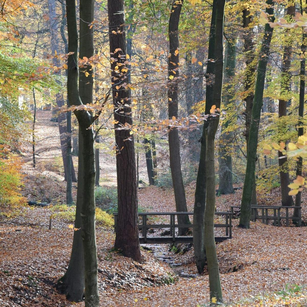Hoog Erf