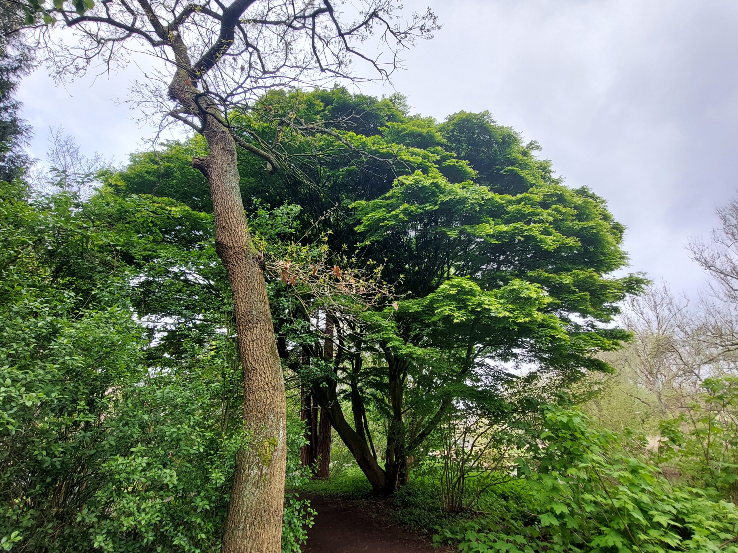 Voormalig Arboretum VU