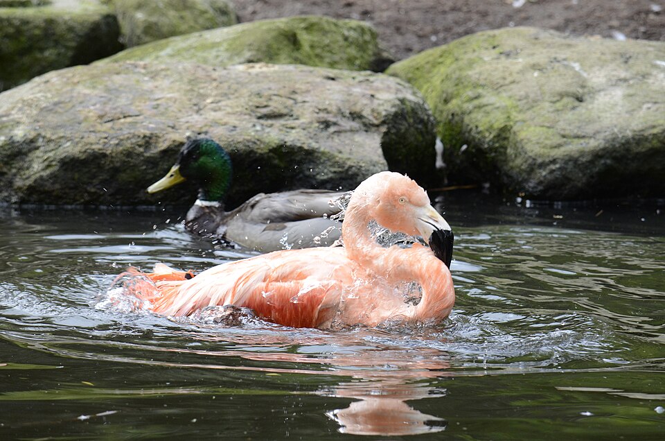 Haagjespark
