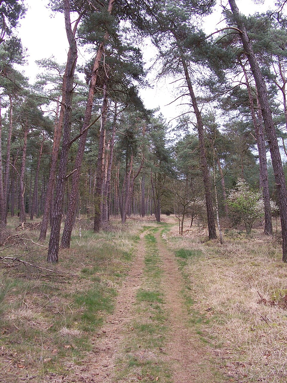 Hugterheide