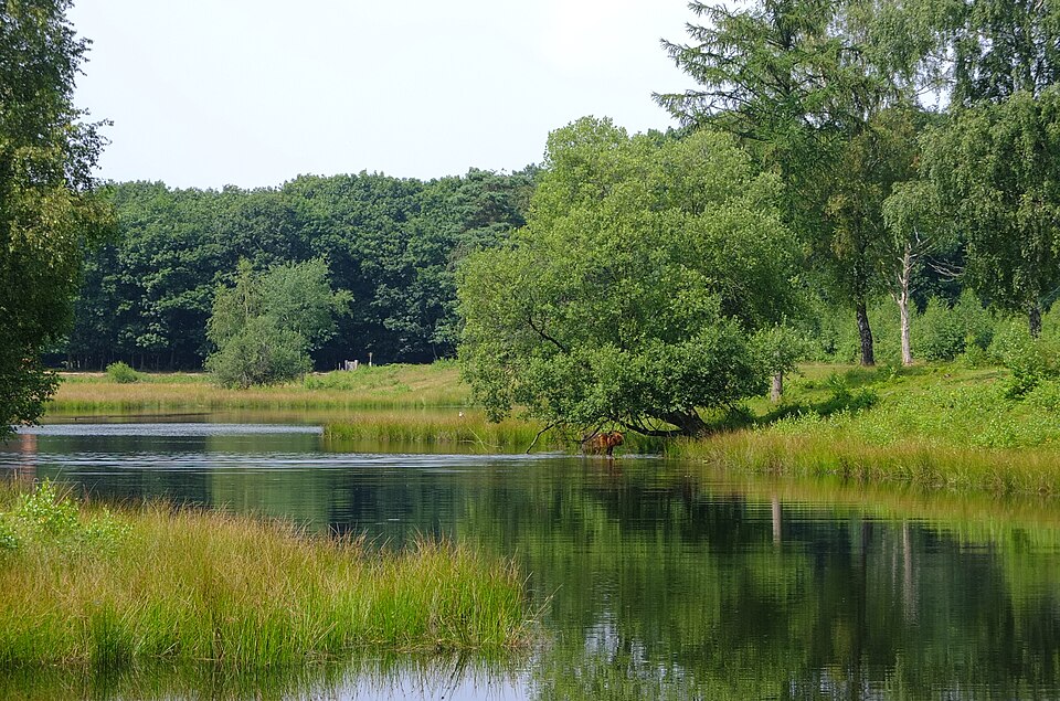 Boswachterij Dorst