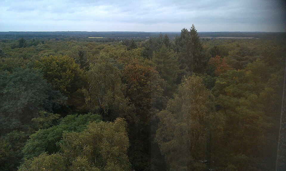 Wodanswoud