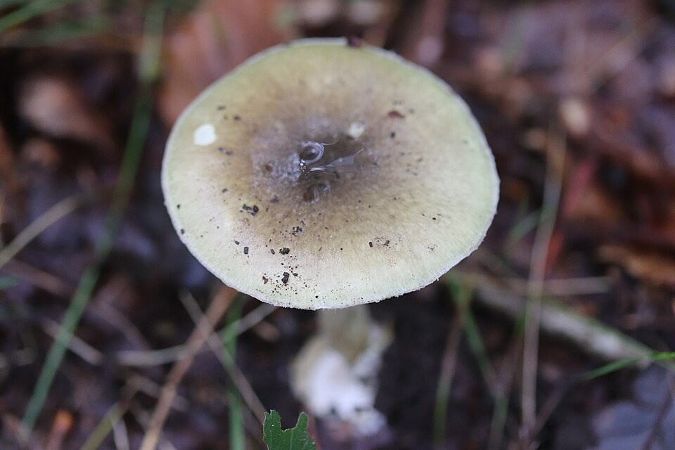 Leyduin