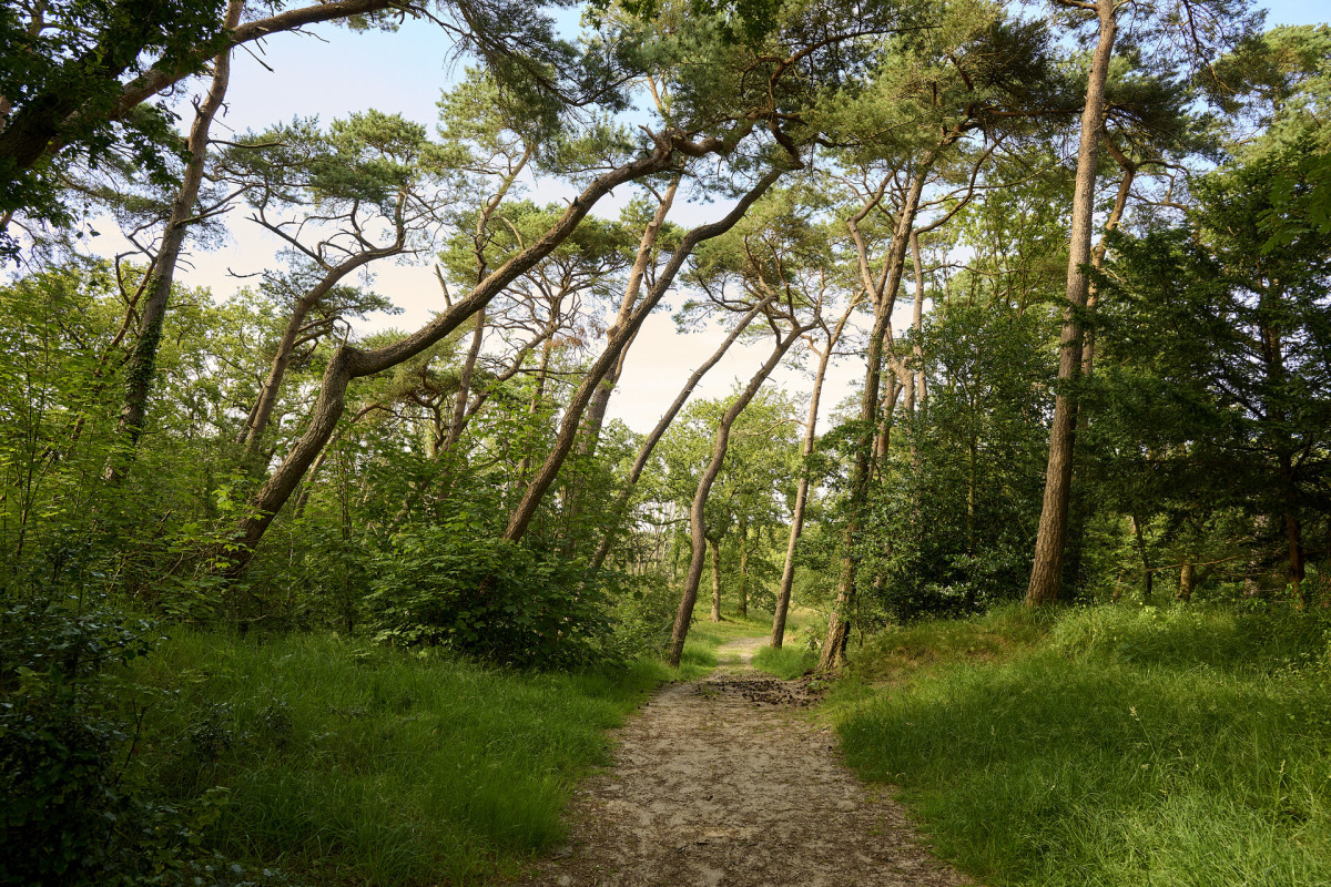 Naaldenveld