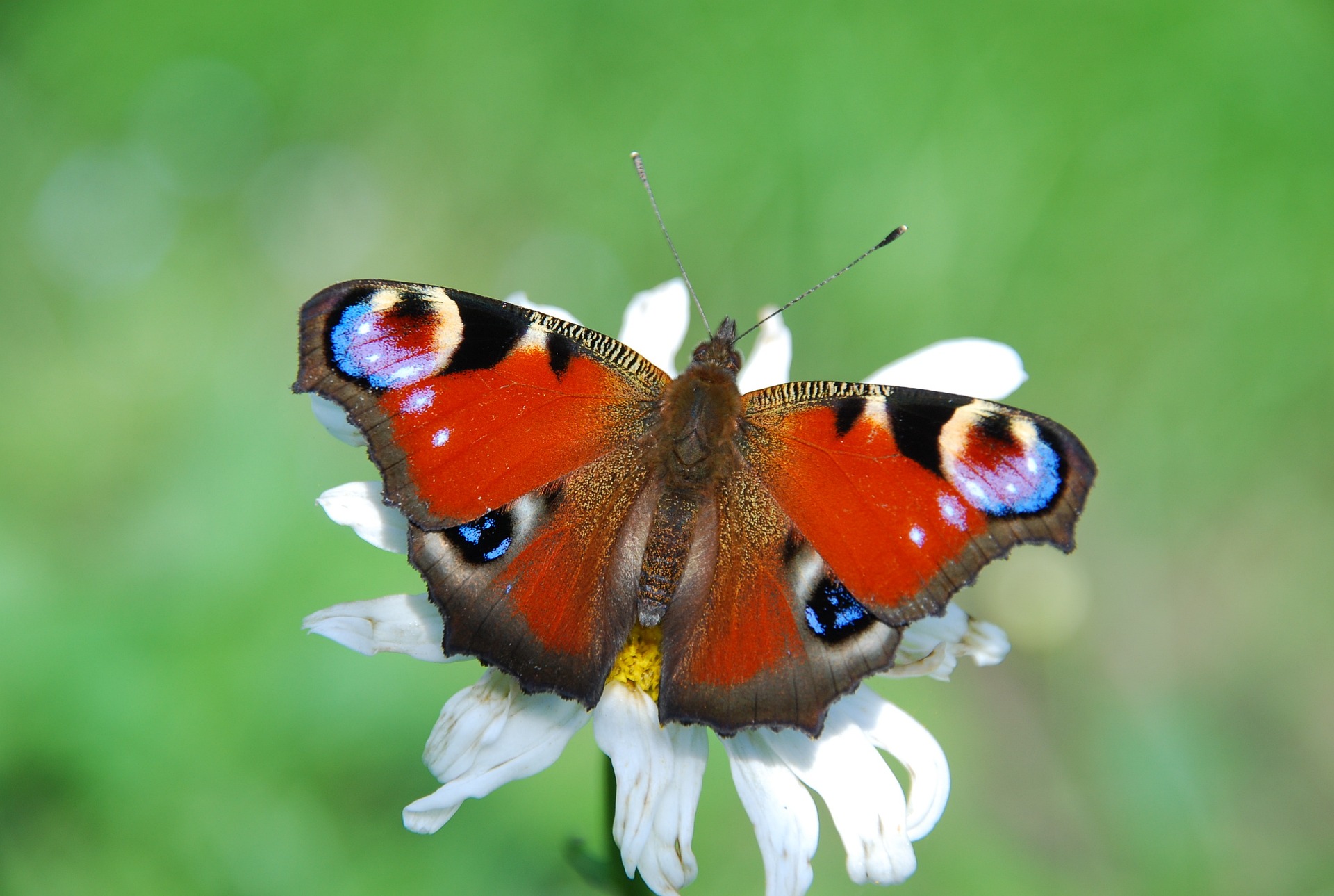 Vlindertuin Landgoed Doornik