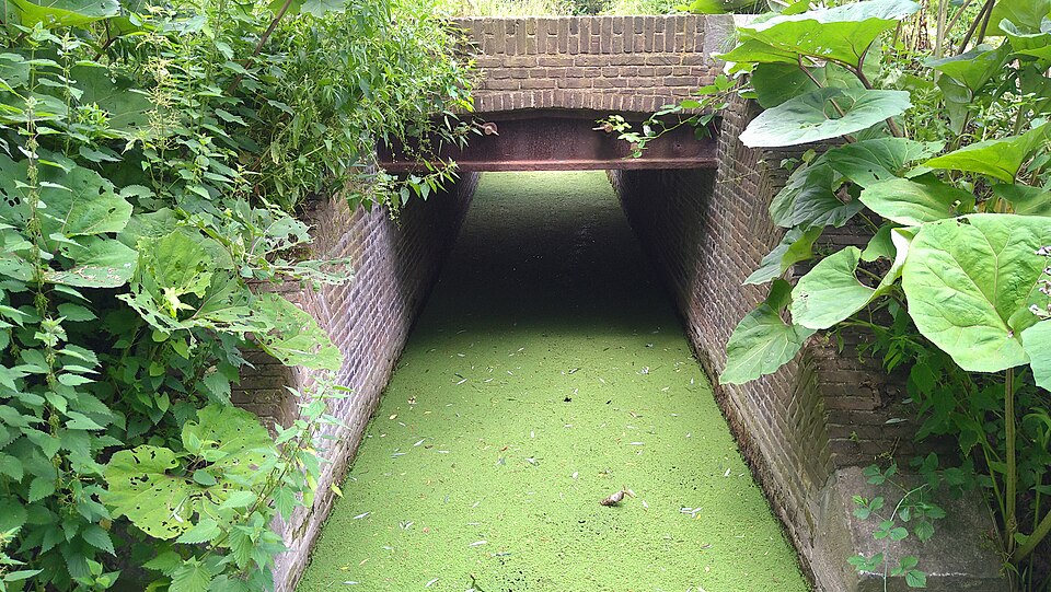 De Pluktuin