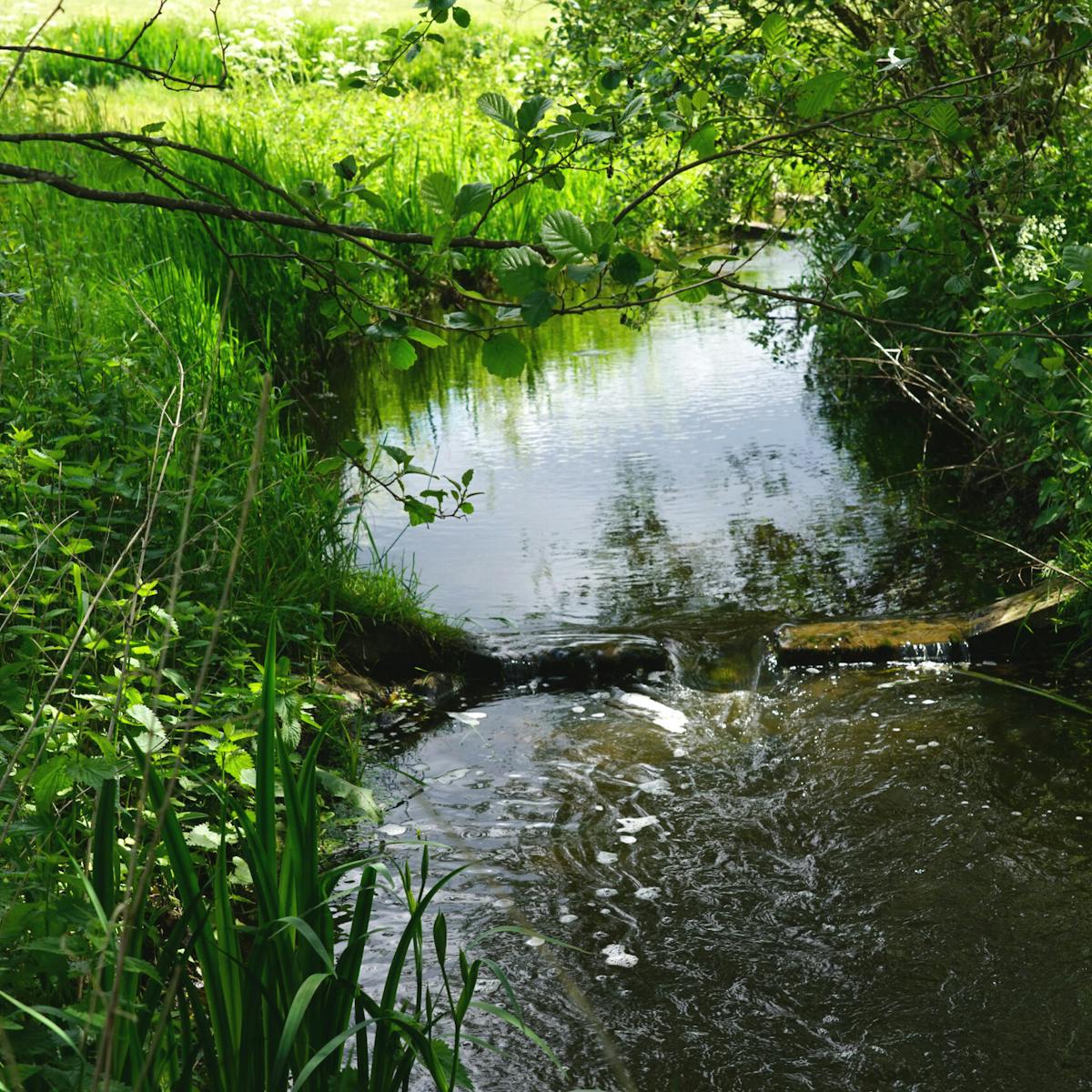 Bloeidaal