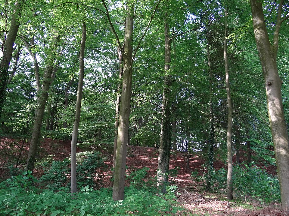 Kruisbergsche Bosschen