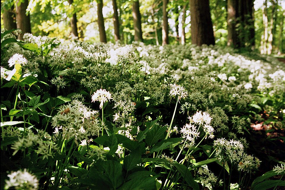 Tuin Menkemaborg