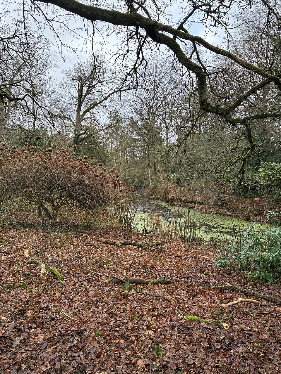 Beukenstein